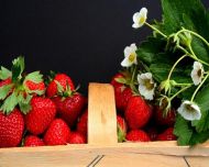 10 Erdbeerpflanzen = ein 10erTray Fragaria Senga Sengana  Erdbeeren winterhart  x